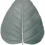 LogoBodhiLeaf